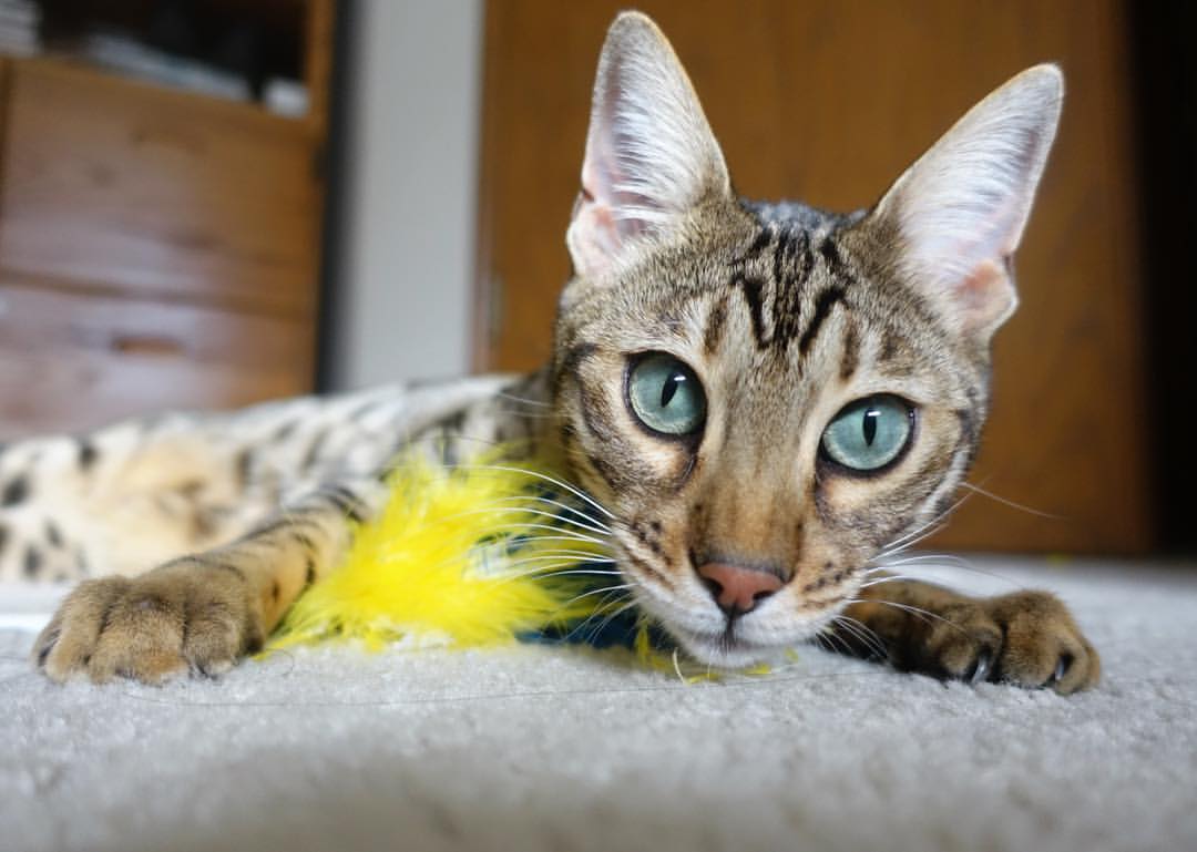 AC米兰客场战胜乌迪内斯，继续保持不败，ac米兰vs乌迪内斯预测