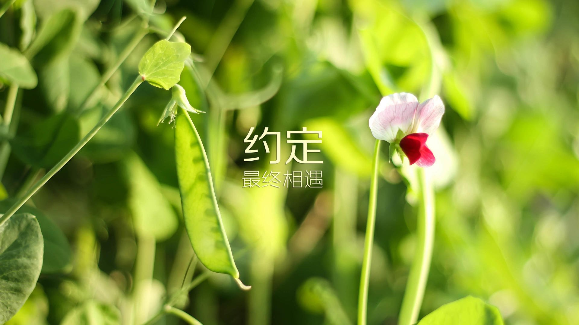 爱游戏在线登录入口-球迷是否对高消费转会已失去热情