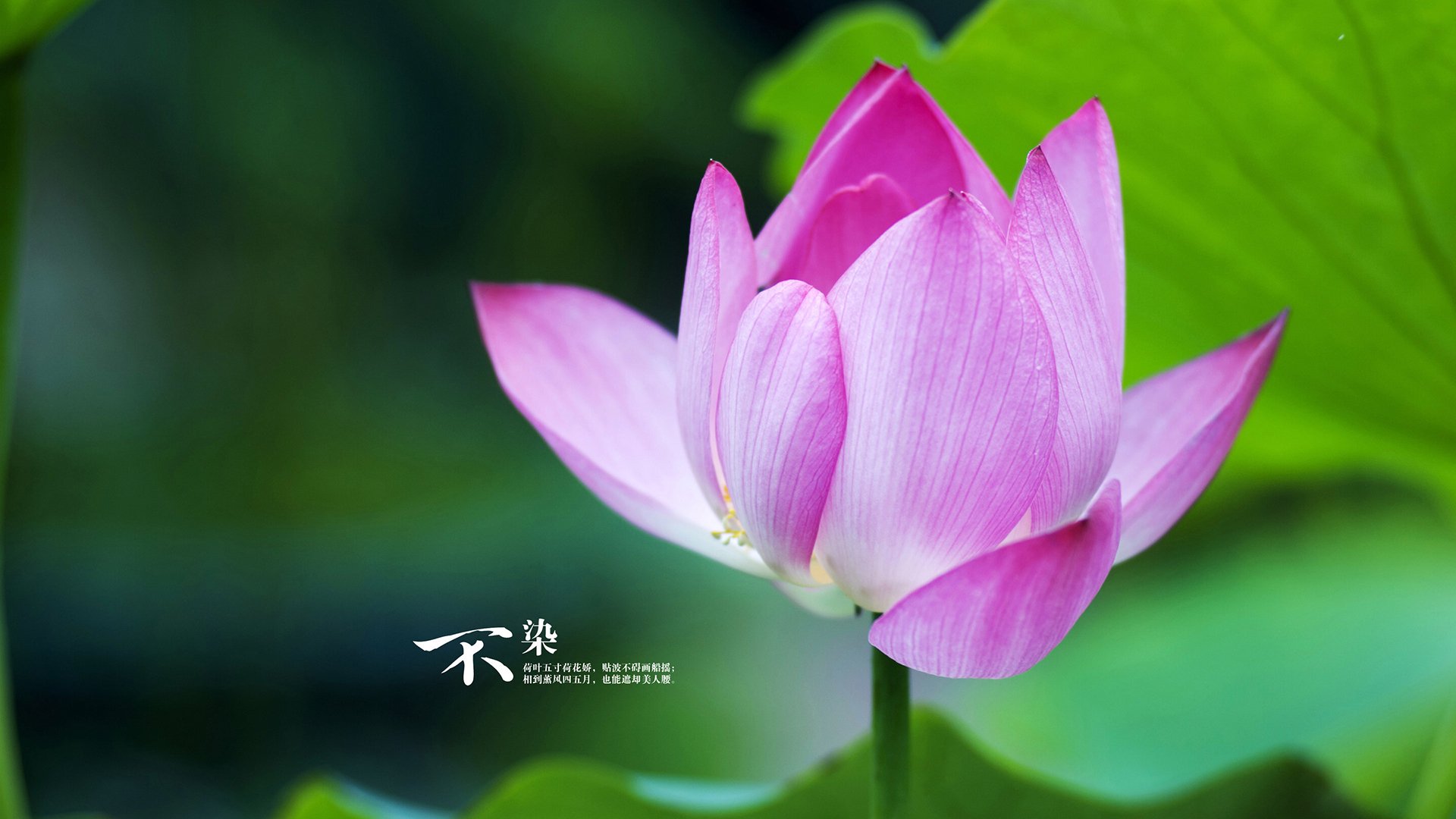 AYX GAME-“舞动人生！运动舞蹈让金牛区城北体育馆成为舞者展示实力的绝佳舞台”