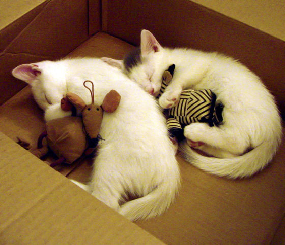 爱游戏下载-东亚杯国足爆冷 球迷呼吁调整阵容，国足东亚杯比赛直播