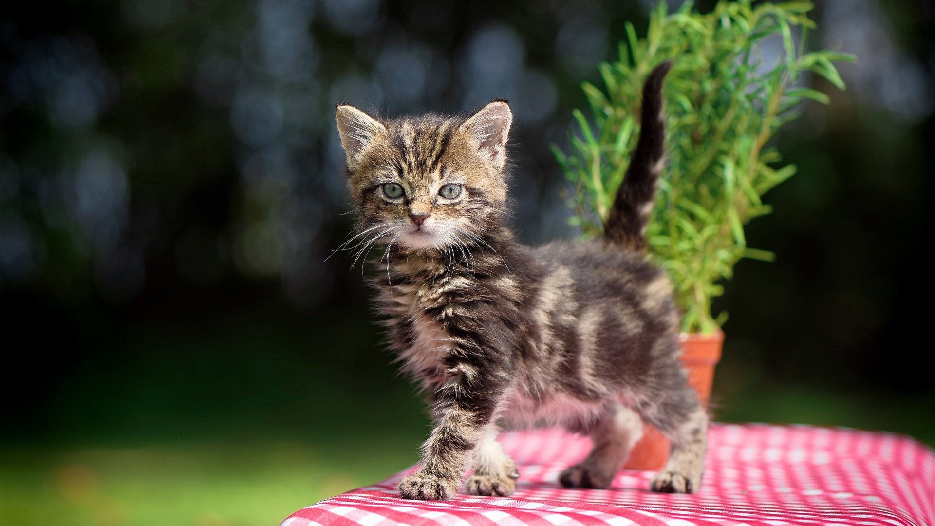 -中国三人篮球探索混合打法 提升应变能力，三人篮球中国队