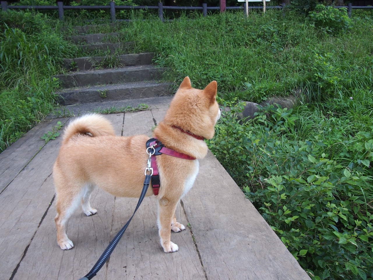 中国三人篮球探索混合打法 提升应变能力，三人篮球中国队