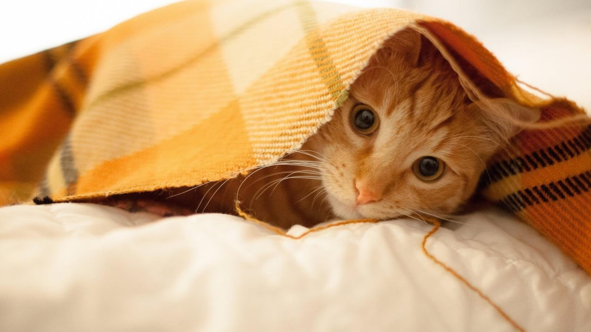 中国女篮阵容稳定 球员默契渐佳，最新中国女篮队员介绍