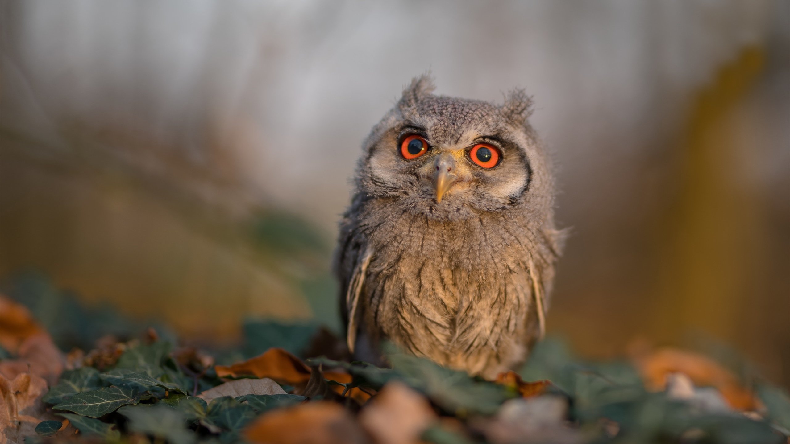 尤文小组赛战绩2胜1负,排名第二晋级16强,尤文经典比赛