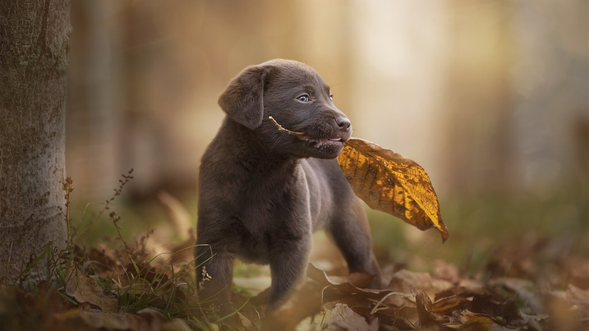 爱游戏娱乐网址-恩波利多点传切打破场面平衡制造进球，恩波利对博洛尼亚比分预测