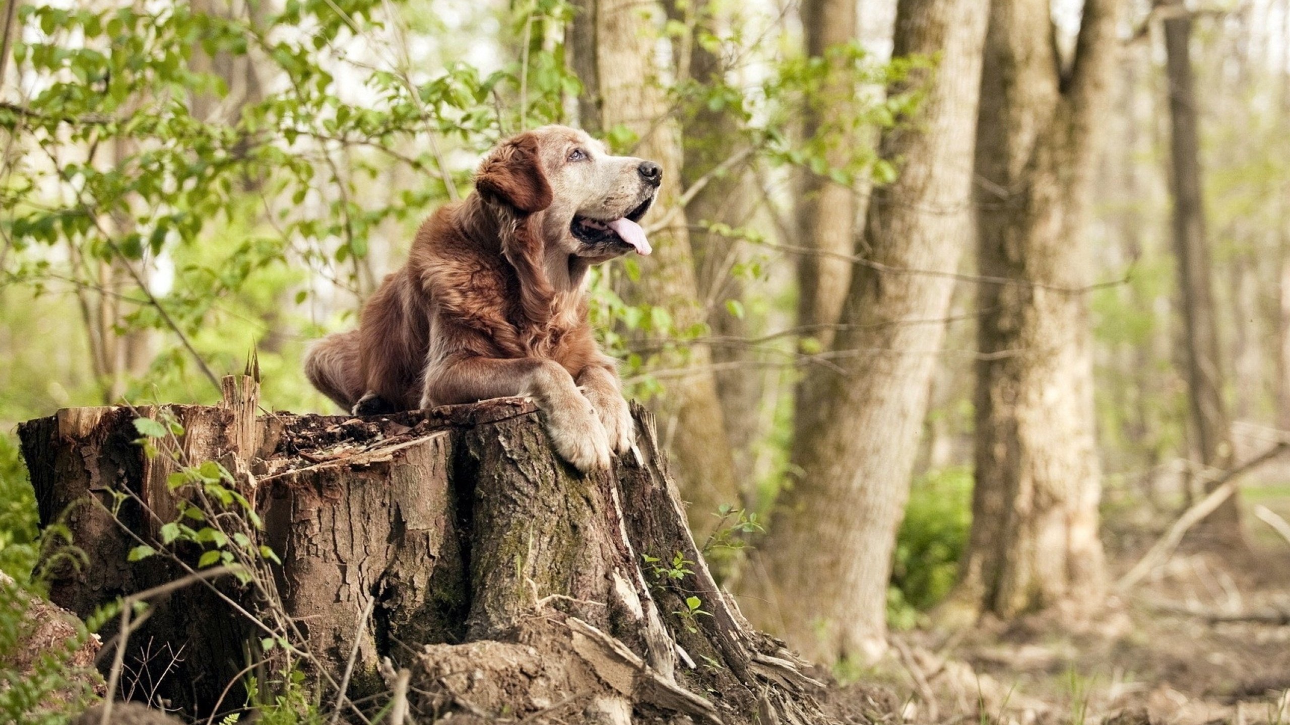 爱游戏在线登录入口-美队阵容深度令对手忌惮，美队对美队