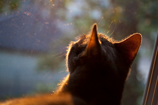 城市篮球联赛加入高校联队提升比赛竞技水平与观赏体验,市级篮球联赛