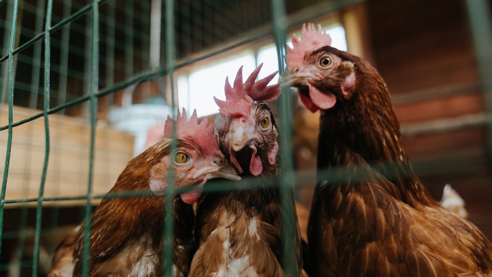 日本队在亚洲杯中势不可挡，志在夺冠