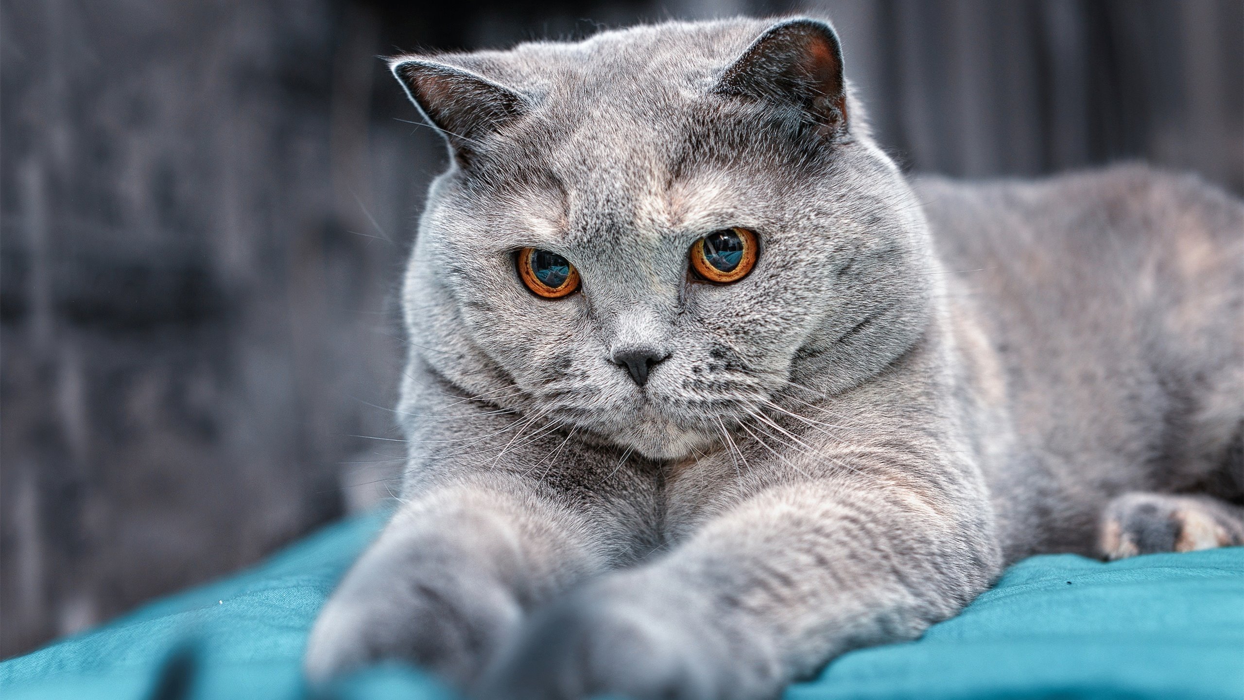 混合泳赛事韩国选手全面发挥,混合泳赛事韩国选手全面发挥什么