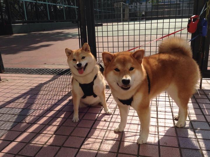 AYX体育-英超冲刺激烈：悬念、精彩、荣耀不停！，英超满场