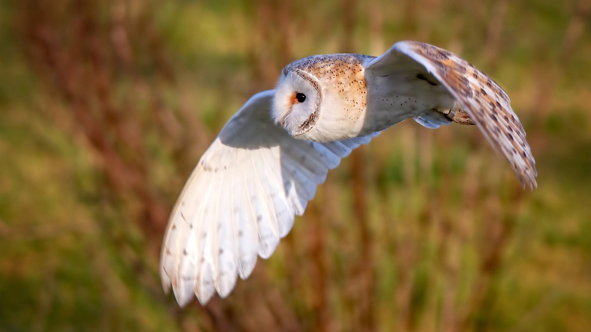 蛙泳项目韩国持续发力，蛙泳国际比赛视频