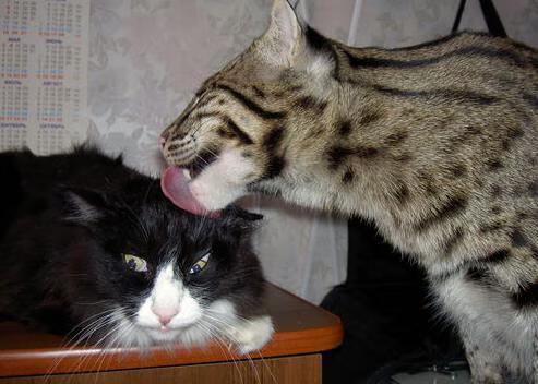 足坛老将挑战极限,意欲再战世界杯,2021世界足坛